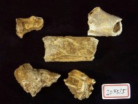 藏品(鹿類上臼齒.炮骨近端.指骨等化石)的圖片